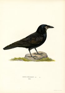Corbeau freux