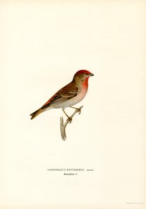 Roselin cramoisi