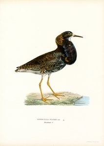 Combattant varié