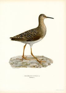 Combattant varié