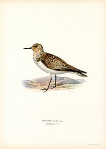 Bécasseau sanderling