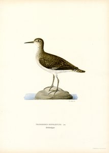 Bécasseau