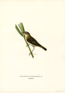 Fauvette des roseaux (lithographie en couleur)
