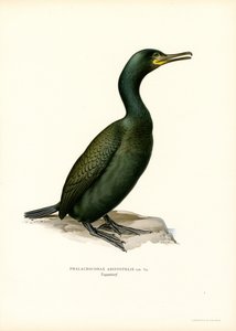 Cormoran huppé