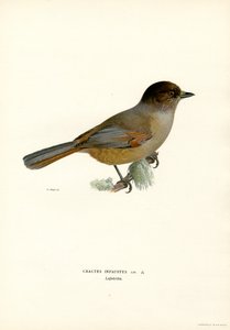 Geai de Sibérie