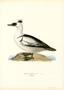 Harle piette - Magnus Ferdinand and Wilhelm von Wright