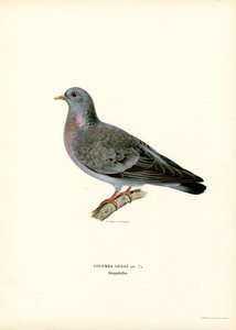 Pigeon Colombin - Magnus Ferdinand and Wilhelm von Wright