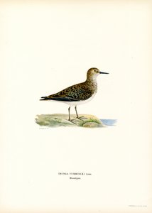 Bécasseau de Temminck