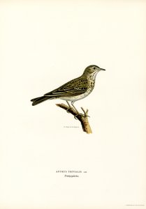 Pipit des arbres