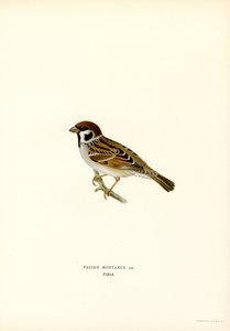 Moineau friquet