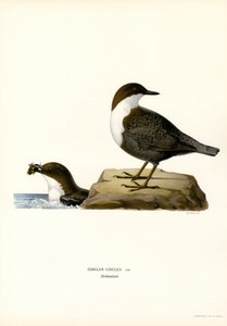 Cincle plongeur