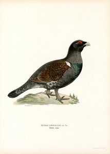 Grand tétras