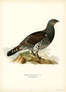 Grand Tétras - Magnus Ferdinand and Wilhelm von Wright