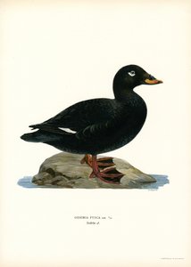 Macreuse brune - Magnus Ferdinand and Wilhelm von Wright