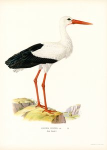 Cigogne blanche
