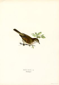 Fauvette grisette - Magnus Ferdinand and Wilhelm von Wright