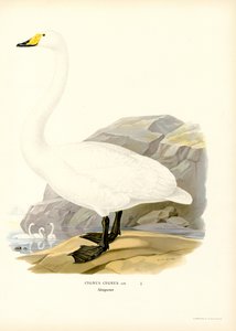 Cygne chanteur