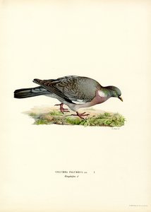 Pigeon ramier