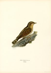 Torcol fourmilier