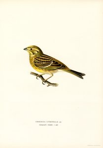 Bruant jaune (Emberiza citrinella) - Magnus Ferdinand and Wilhelm von Wright