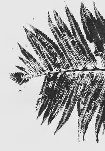 Silhouette de fougère botanique - Maira Ribena