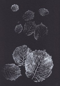 Imprimés botaniques de feuilles