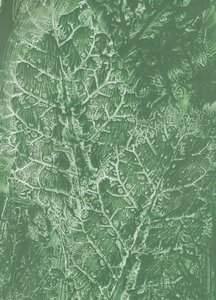 Texture de feuilles vert foncé