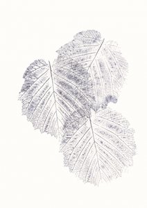 Textures minimalistes de feuilles
