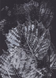 Étude de feuilles en noir et blanc