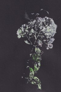 Moody Floral Impression - Maira Ribena