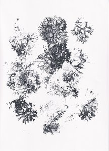 Formes botaniques organiques - Maira Ribena