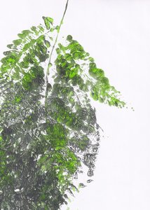 Fougère verte biologique