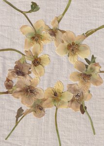 Couronne de fleurs pressées - Maira Ribena
