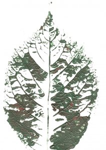Feuille verte texturée - Maira Ribena