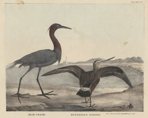 Grue bleue, Barge hudsonienne, lithographie par Childs et Inman, du 