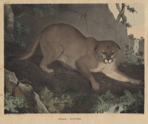 Cougar ou Panthère, de 