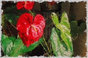 Un grand anthurium rouge en forme de cœur pour la Saint-Valentin