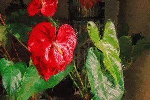 Grand anthurium rouge en forme de cœur