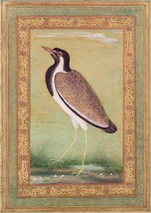 Vanneau indien, vers 1800