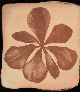 Coquelicot, 2023 (cyanotype) - Marco Campedelli