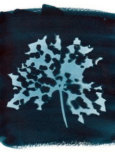 Feuille malade, 2023 (cyanotype) - Marco Campedelli