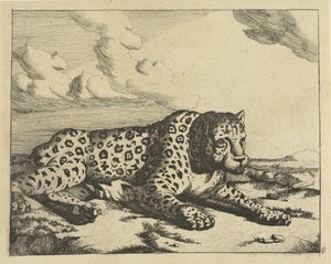 Léopard couché vers la droite, les pattes vers le spectateur