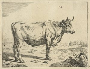 Taureau, debout à droite, avec des oiseaux (Bovins) - Marcus de Bye