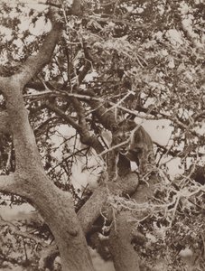 Parmi les branches, une étude féline