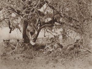 Les lions grimpent-ils aux arbres?, la réponse des caméras