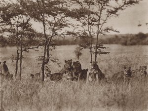 Face à la caméra, une troupe de neuf lions au repos