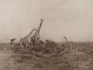 Girafes dans la broussaille