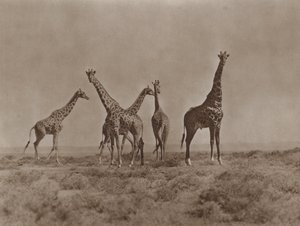 Sur les plaines du Kenya