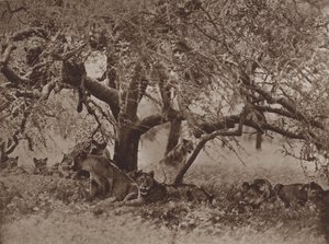 La sieste perturbée