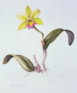 Brassolaeliocattleya Greenwich, Elmhurst - Margaret Ann Eden